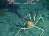 Tom Shirley, Professor of Invertebrate Biology, Univ. of Alaska, Fairbanks, speaks about a crab observed on his first dive of the exploration of Murray Seamount.