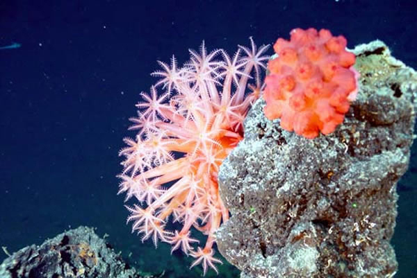 Two anemones at the top of chimney