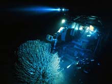 Johnson Sea-Link working on a bush of tubeworms