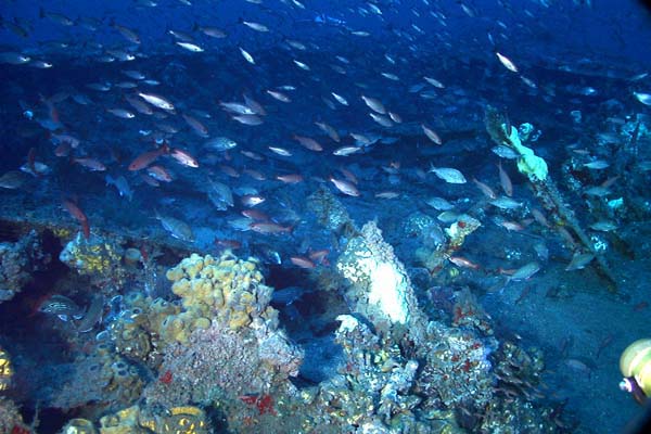 fish over wreck and coral