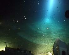 View from the submersible of lanternfishes