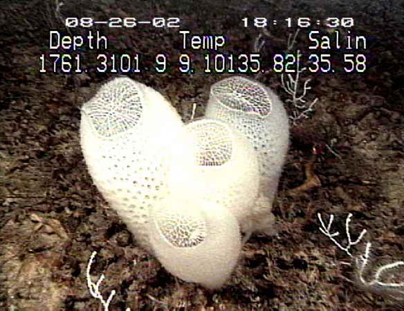  Venus flower basket sponge. 