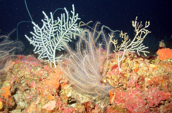 Crinoids (Echinoderms) and two Gorgonians (a type of coral)