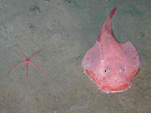 redeye gaper fish and brittle star