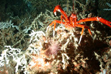 deep-water Lophelia bushes