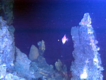 A unique photograph of a shallow-water tropical fish swimming among active black smoker chimneys.