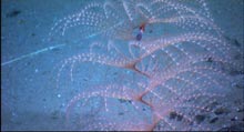 Lovely spiraling Iridigorgia coral with brightly colored (apparent) commensal shrimp.