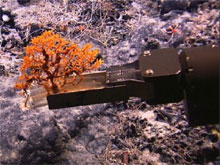 Sampling small coral colony with Hercules manipulator arm.