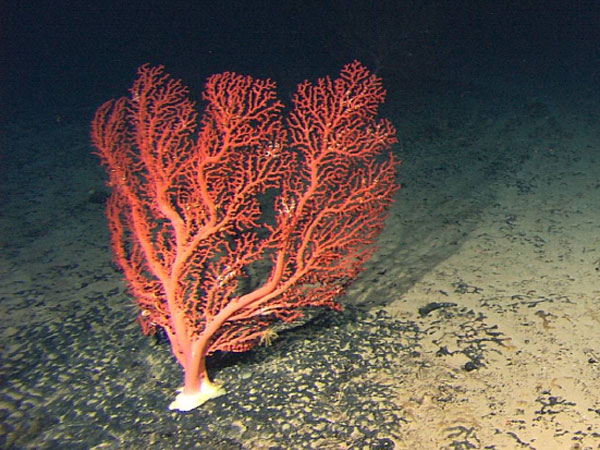 Paragorgia forest site as seen from the Hercules ROV.