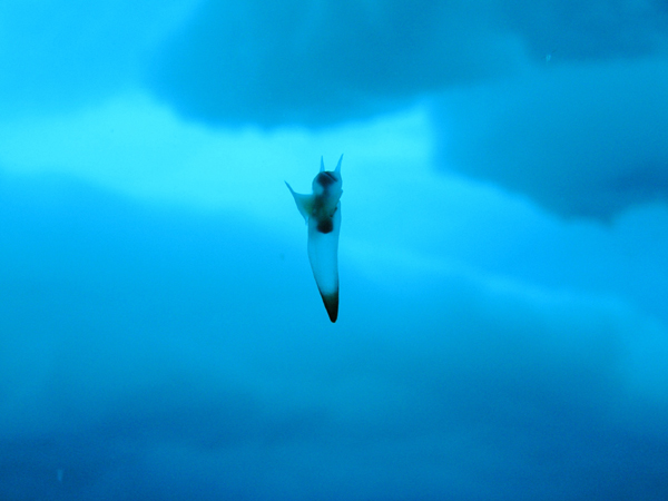 Clione, a shell-less snail known as the sea-butterfly, swims in the shallow waters beneath Arctic ice.