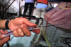 Halfbeak (Hemiramphus balao) caught by dip net during nightlighting session.