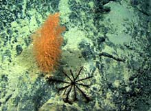 Top view of a stalked crinoid next to the bamboo coral (Acanella).