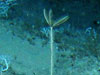 Five-armed Democrinus with its stalk covered with hydroids.