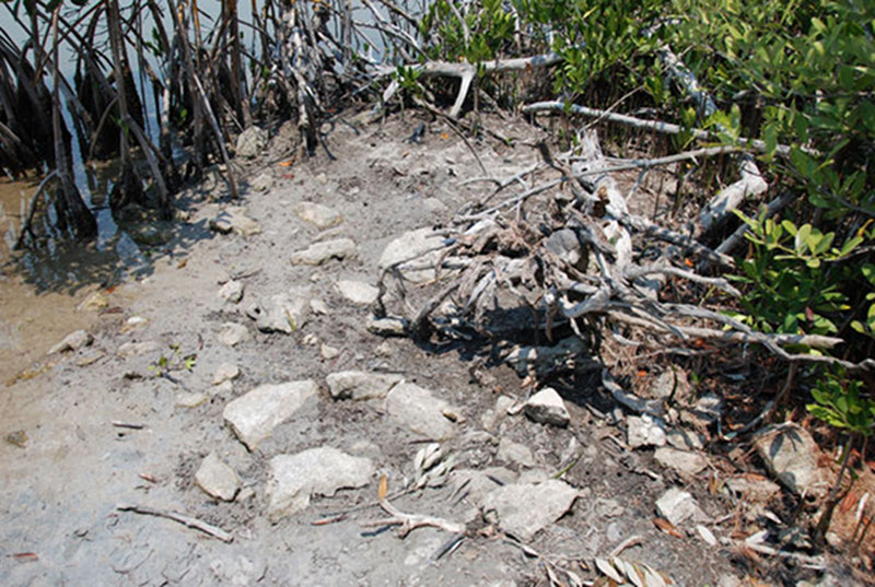 Just a pile of stones near the shore? Or an ancient Maya dock? This feature, located in the “East Harbor” shoreline of Vista Alegre was first noted by the team in 2005 and may be remnants of a docking area that once accommodated Maya sea-going canoes in and out of Vista Alegre.