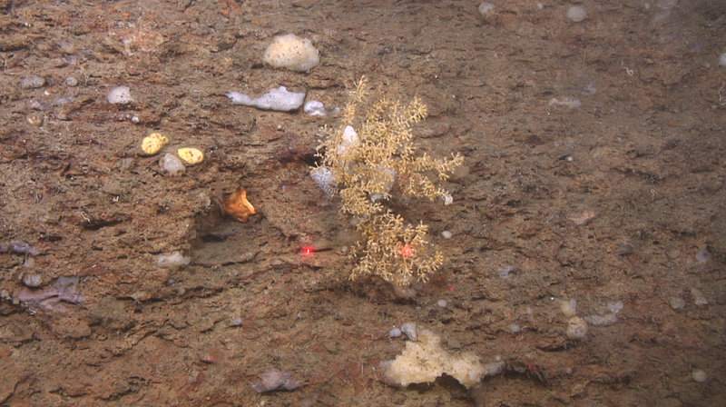 Benthic animal community in Norfolk Canyon.