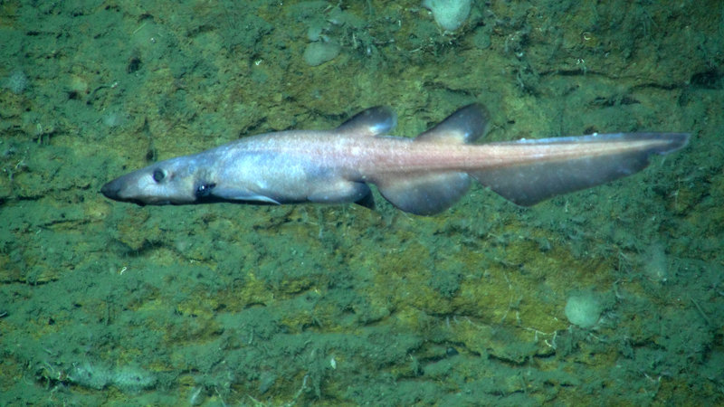 Deep-sea Shark