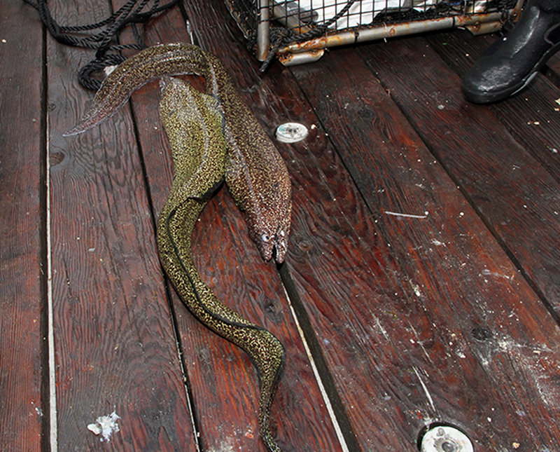 Two morays came up in a chevron trap.