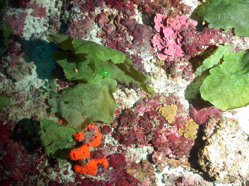 Mesophotic Algae