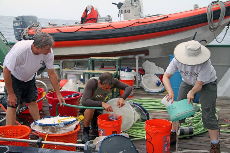 Light traps are used to collect larvae for studies of potential connectivity among marine habitats.