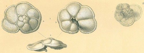 Chemical analysis of foraminifera, tiny organisms that require a microscope to see and identify, will provide an age estimate of the sediment layers.