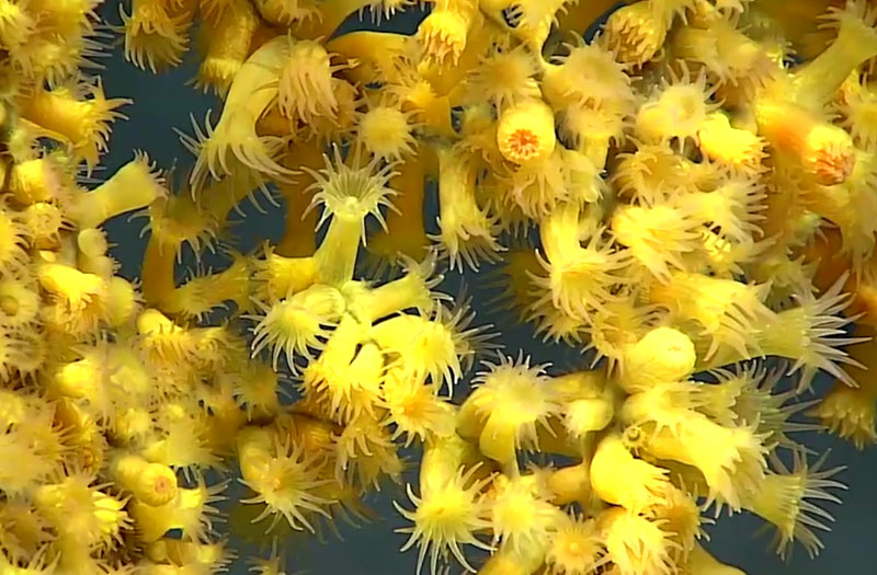 Deep Ocean Corals