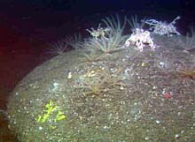 Basketstars and crinoids