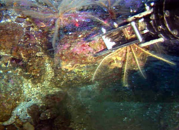 ROPOS grabs a rock and crinoid sample