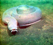 Pacific hagfish