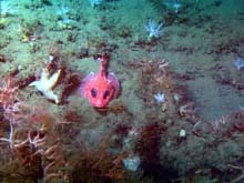 Shortspine thornyhead rockfish