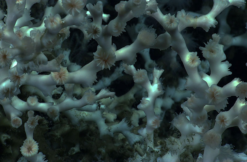 Deep-sea Corals