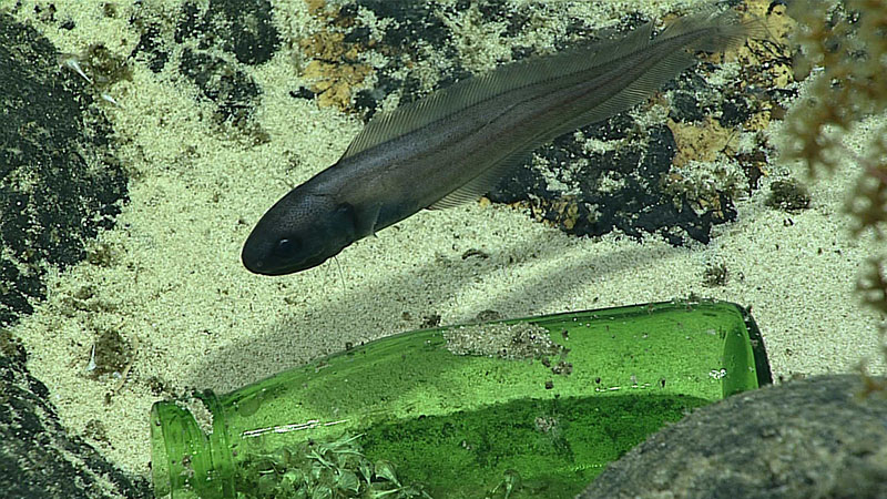 Glass debris – a glass bottle at 1,152 meters (3,780 feet) depth at Titov Seamount  in the Howland and Baker Unit of the Pacific Remote Islands Marine National Monument.