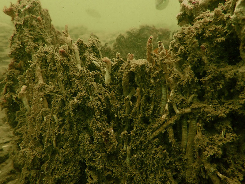 Shipworms burrowing into cypress tree remains.