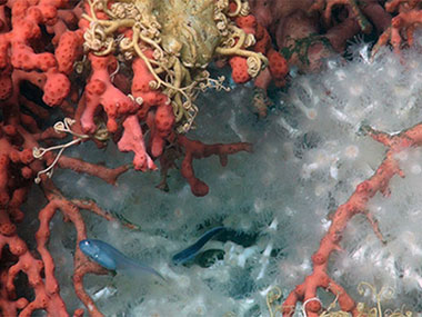 A bythitid meanders through a cluster of corals, including red Paragorgia and white Lophelia pertusa, and basket stars.