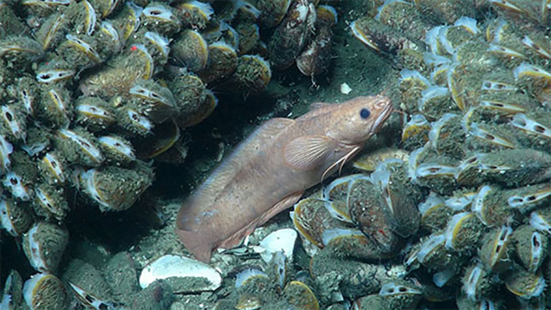 A species of rockling (Family Lotidae) nestles within beds of chemosynthetic mussels (Bathymodiolus).