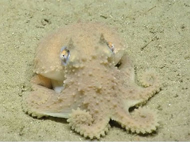 An octopus makes his way along the seafloor before making a quick exit. Seen while exploring an intercanyon between Powell and Lydonia Canyons.