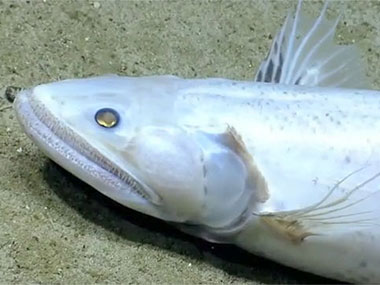 The deep-sea lizard fish (<em>Bathysaurus</em>) was observed on the south side of Mytilus Seamount. This fish sits on the bottom and grabs prey from the water column.