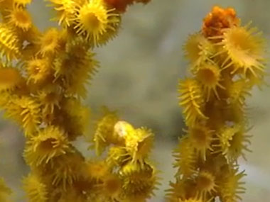 Dive 06 was conducted in Hydrographer Canyon, exploring the east wall to characterize and discover benthic habitats and biodiversity, including anticipated deep-sea coral and sponge communities, as well as examine canyon geomorphology.