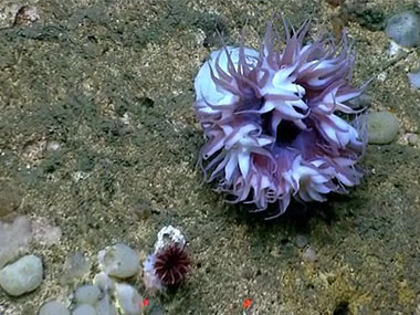 Dive 07 was conducted along the western wall of Atlantis Canyon to characterize benthic biodiversity and habitats as well as collect information about canyon geomorphology.