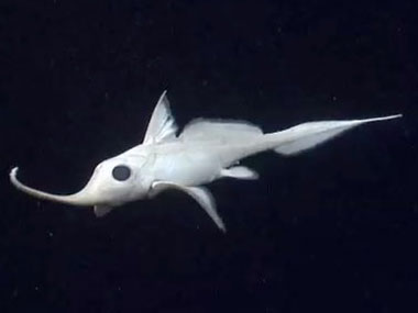 A Rhinochimera (<em>Harriotta</em> sp.) swims 10 meters above the seafloor in Hydrographer Canyon.