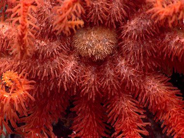 Close up of a brisingid sea star.