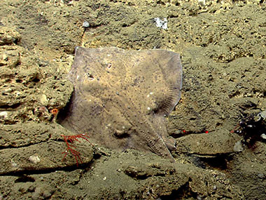 A skate rests vertically along the wall of Atlantis Canyon.