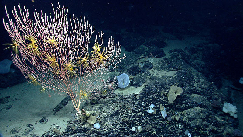 Corals were diverse on Mytilus Seamount, but composition and abundance of corals differed between the north and south side of the seamount.