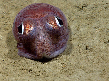 Throughout the expedition we have seen several cephalopods, but few have been as cute as this bobtail squid!