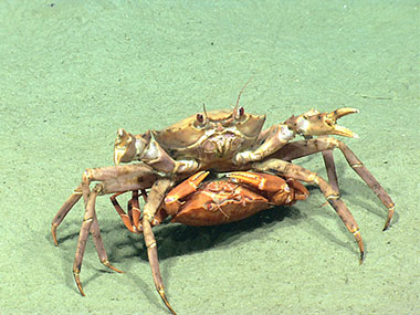 One of the numerous Atlantic deep-sea red crab mating pairs seen by ROV Deep Discoverer (D2) during Dive 02. The male crab is carrying the inverted female.