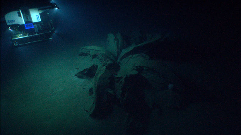 ROV Deep Discoverer approaches the first tar lily.