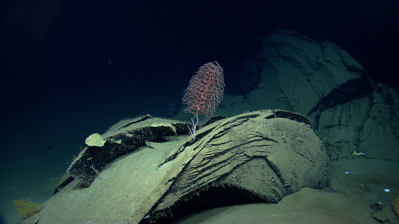 Here you can see a close up view of one of the “tar lily” “petals.” The first asphalt extrusion had a number of corals and anemones colonizing it. These organisms allowed our science team to give these features an approximate age on the order of tens to hundreds of years old.