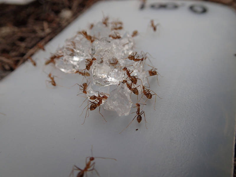 YCA feeding on hydrogel loaded with sugar water.