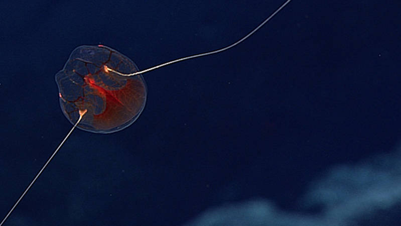 A ctenophore with long tentacles belonging to the Family Aulacoctenidae was documented not far off the bottom at Southernmost Cone.