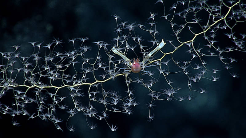 Squat lobsters are common associates on deep sea corals, like this one observed at Guyot Ridge. Oftentimes a crab species will only associate with a certain type of coral.