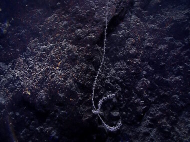 This coral, observed at just over 4,300 meters, expanded the known depth range for bamboo corals by approximately 100 meters. 